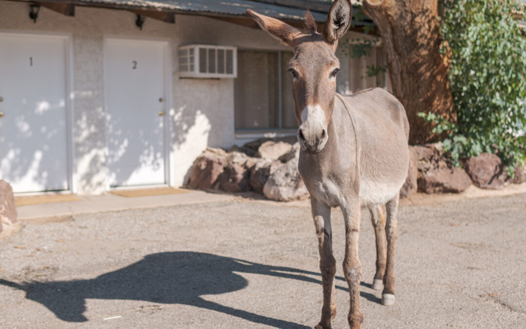 Lake Havasu Wildlife Wonders at Black Meadow Landing