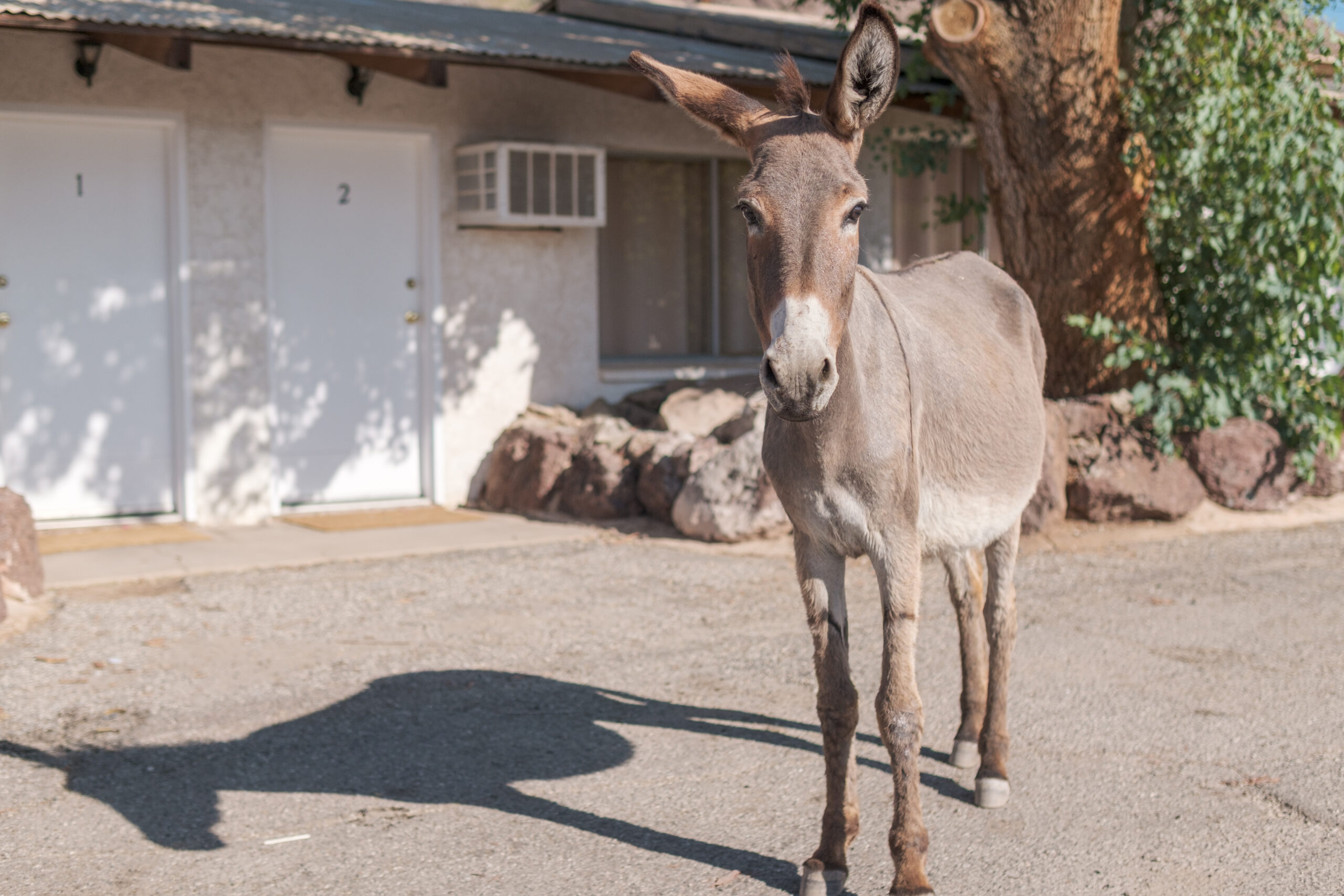 Lake Havasu Wildlife Wonders at Black Meadow Landing
